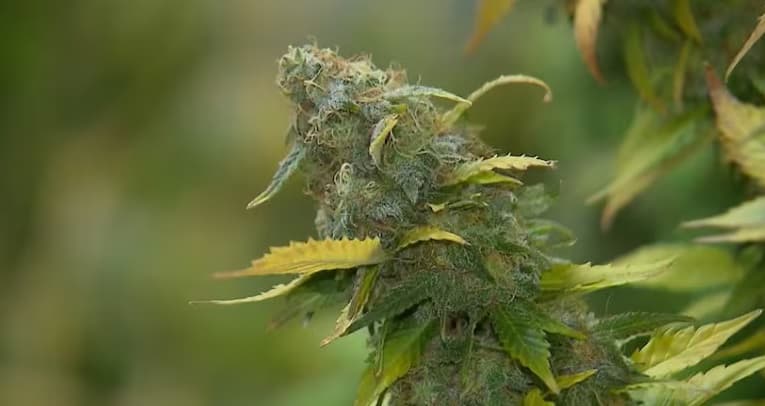 Entenda a decisão do STF que descriminalizou o porte de maconha