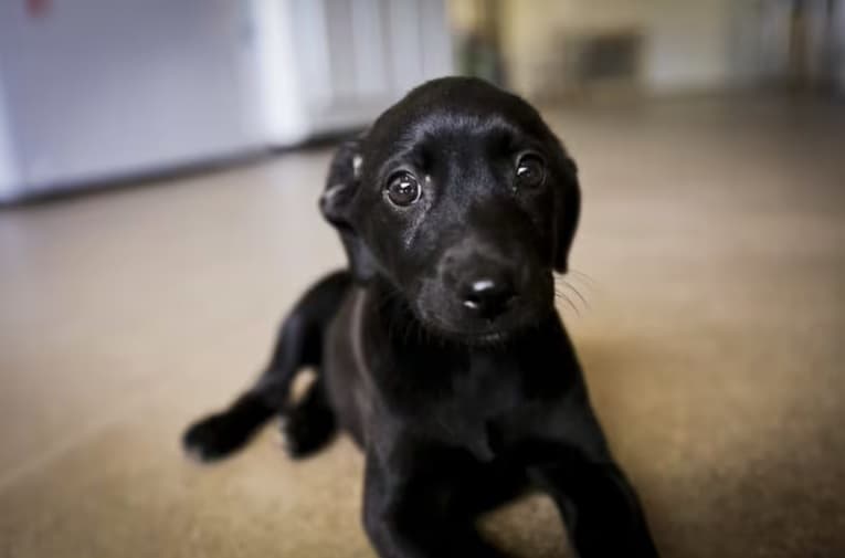 Veja o que muda com Lei que reconhece animais como passíveis de dor e sofrimento