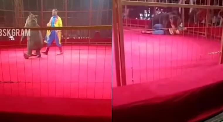 Pânico no circo! Ursa desce de skate elétrico em picadeiro e ataca treinador