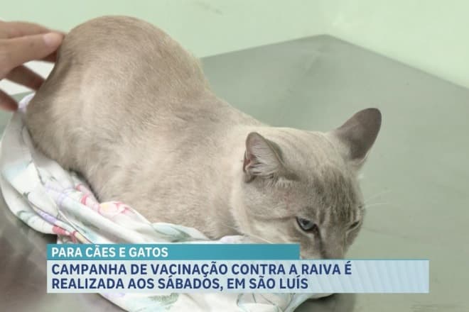 Campanha de vacinação contra a raiva é realizada aos sábados, em São Luís