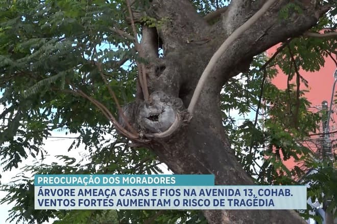 Àrvore prestes a cair próxima à fiação elétrica preocupa moradores da Avenida 13, no bairro Cohab