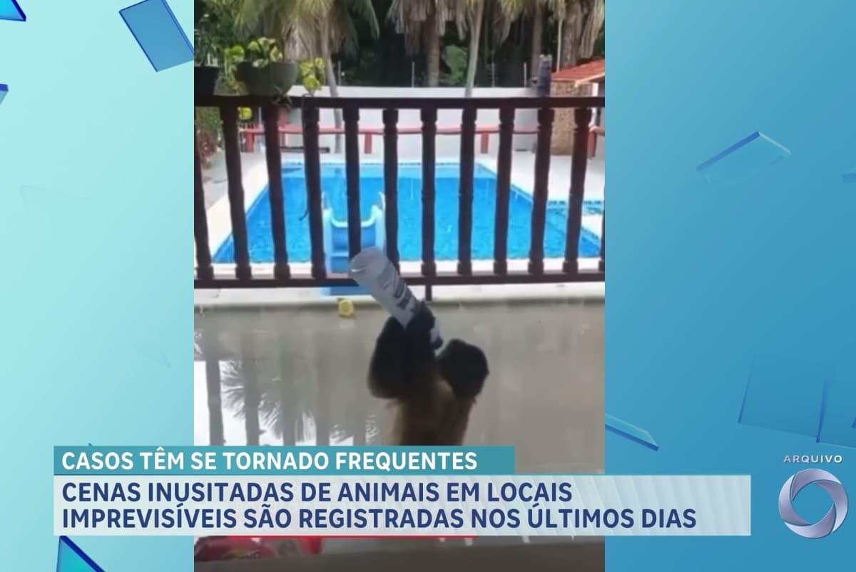Animais em locais imprevisíveis tem sido registrados nos últimos dias no Maranhão