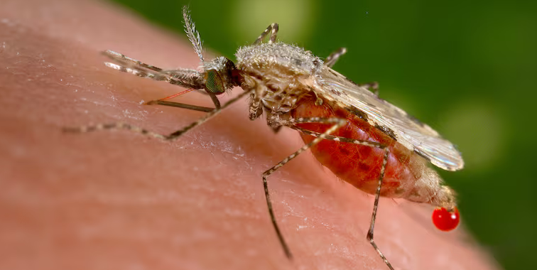 Brasil investiga as primeiras suspeitas de morte por febre oropouche no mundo