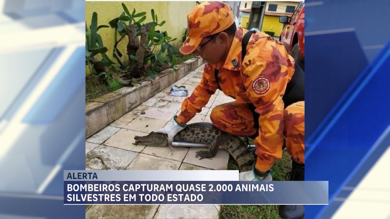 Bombeiros capturam quase 2 mil animais silvestres em áreas urbanas do Maranhão