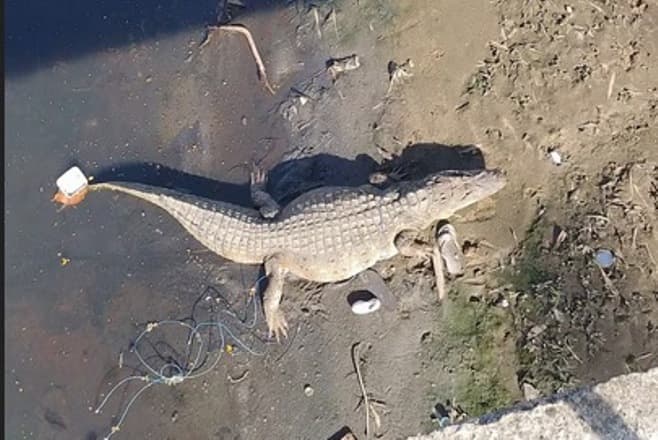 Menino é atacado por jacaré após pular em córrego para pegar pipa