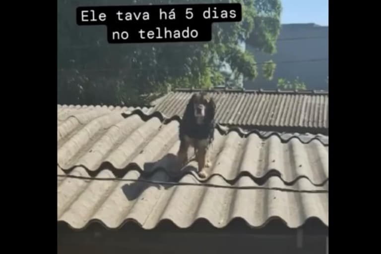 Protetores de animais, os heróis que escolhem a vida na tragédia no Rio Grande do Sul