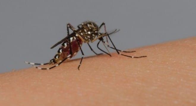 EM anos, Brasil teve 10 mil mortos por dengue e 16 milhões de casos prováveis da doença