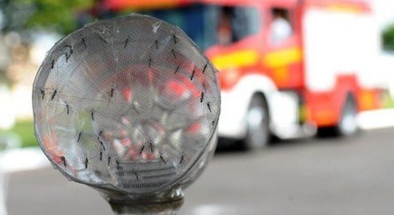 Brasil tem 184 mortes por dengue confirmadas e mais de 600 em investigação