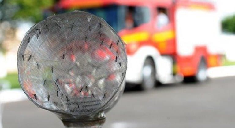 Brasil registra 2,3 milhões de casos prováveis de dengue e 831 mortes confirmadas pela doença