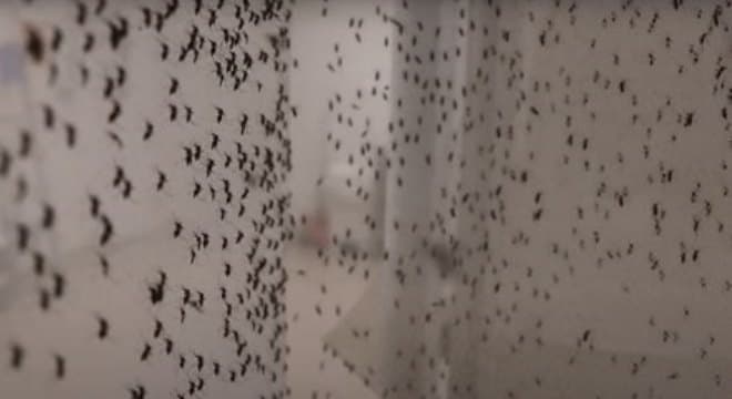 Mosquito manipulado ajuda a reduzir casos de dengue no Rio
