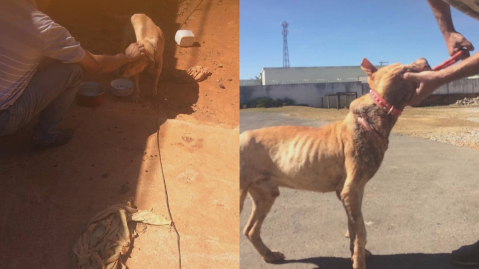 Mudança em lei cria multa para quem mantiver animais acorrentados em MG