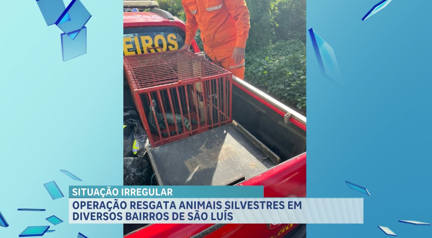 Batalhão Ambiental resgata animais silvestres criados ilegalmente em bairros de São Luís