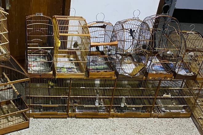 Mais de 1.300 animais silvestres foram capturados na região metropolitana de São Luís