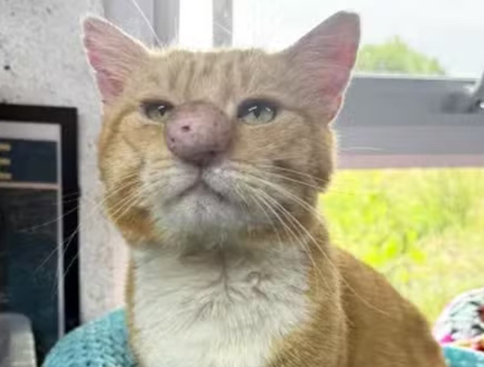 Gato com nariz gigante vira sensação nas redes após ser resgatado na Irlanda