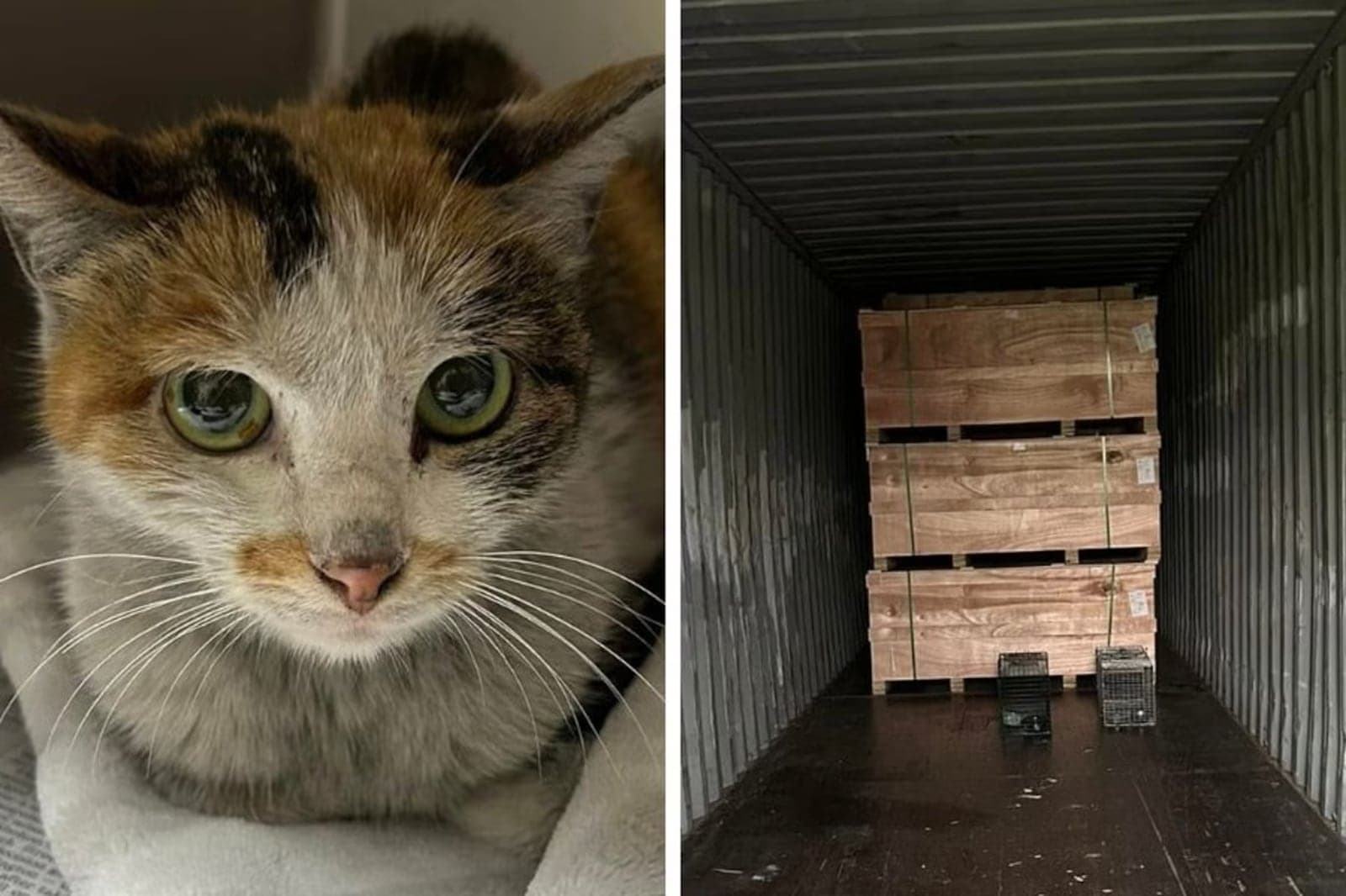 Gato viaja escondido em contêiner da China aos EUA e sobrevive à travessia
