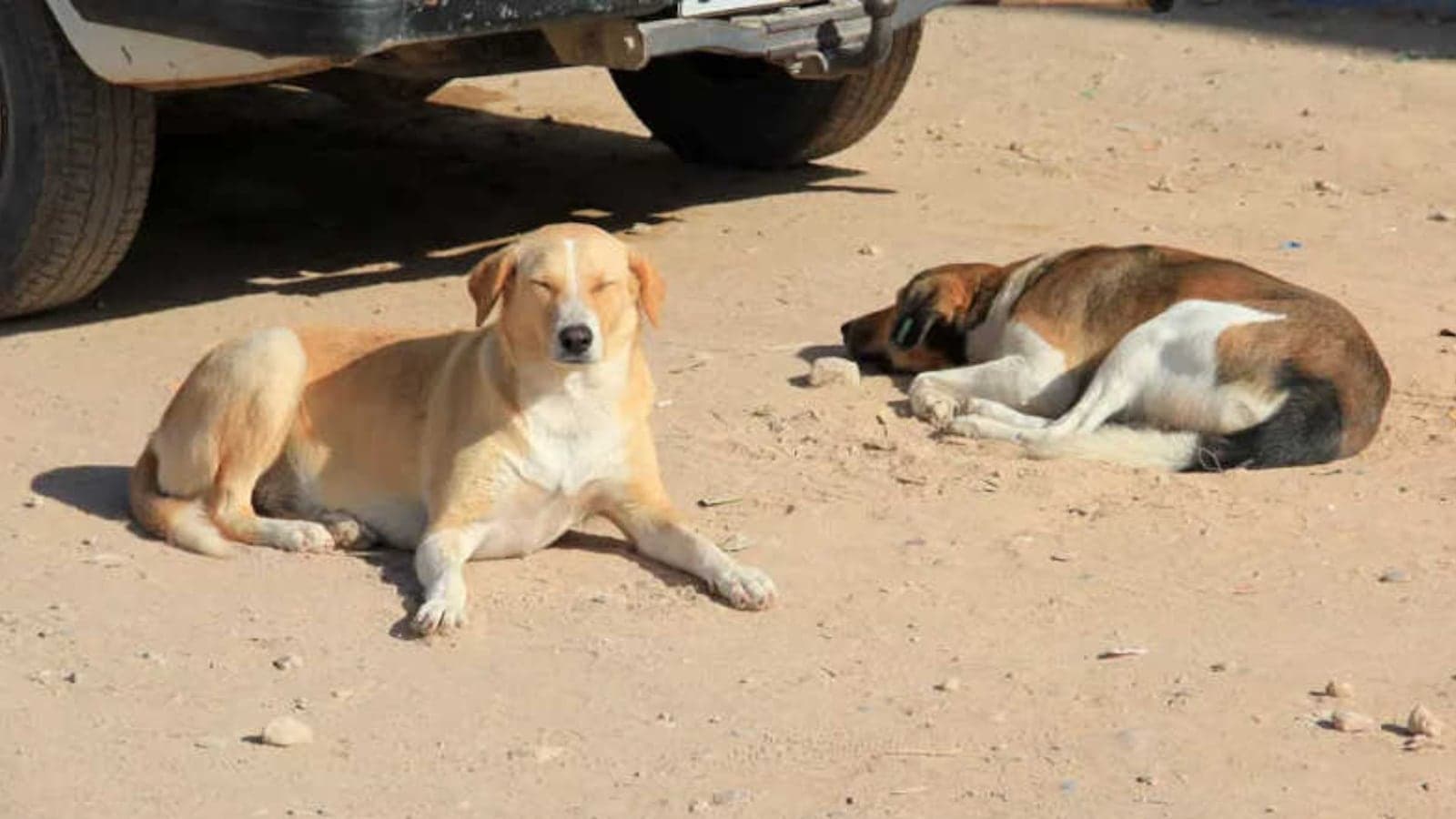 Acusações de extermínio de cães em Marrocos levantam polêmica antes da Copa do Mundo
