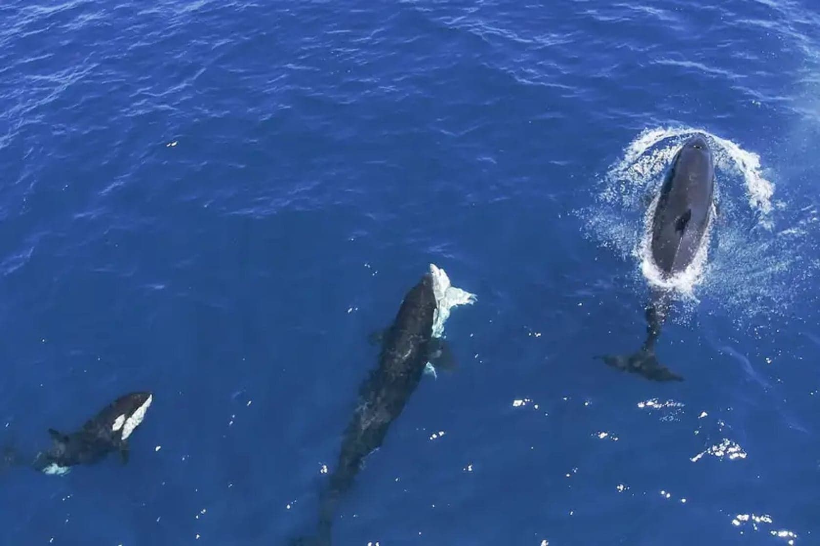 Drone registra orcas caçando tubarões-brancos e arrancando seus fígados