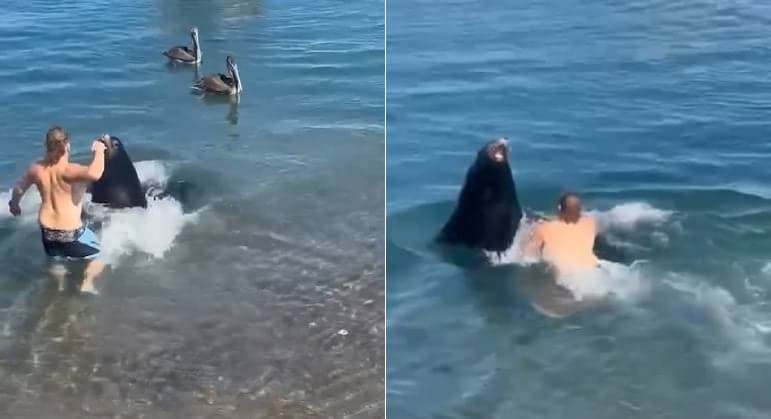 Valentão bêbado pula no mar para brigar com leão-marinho