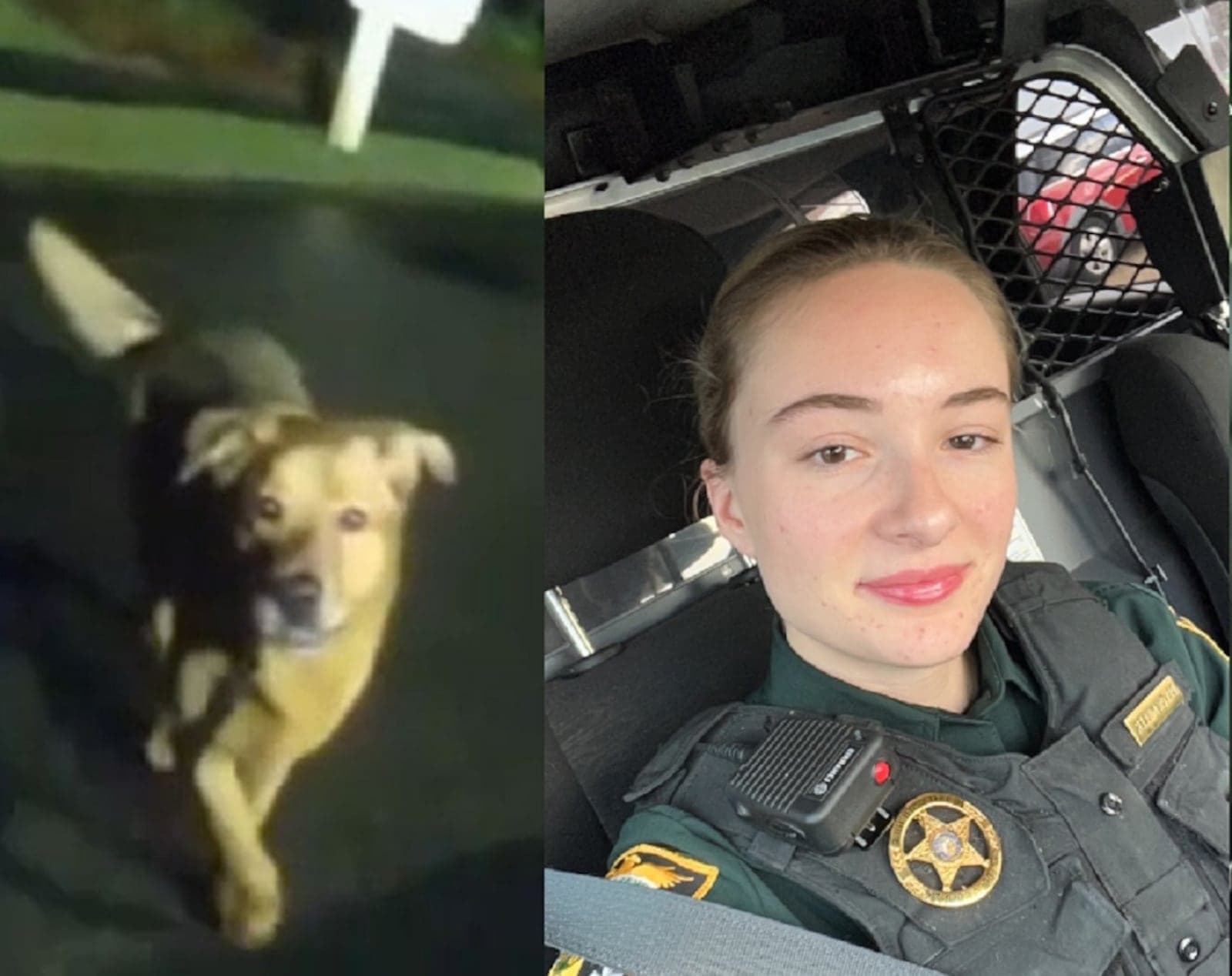 Cão ajuda polícia a encontrar idosa que desapareceu durante caminhada