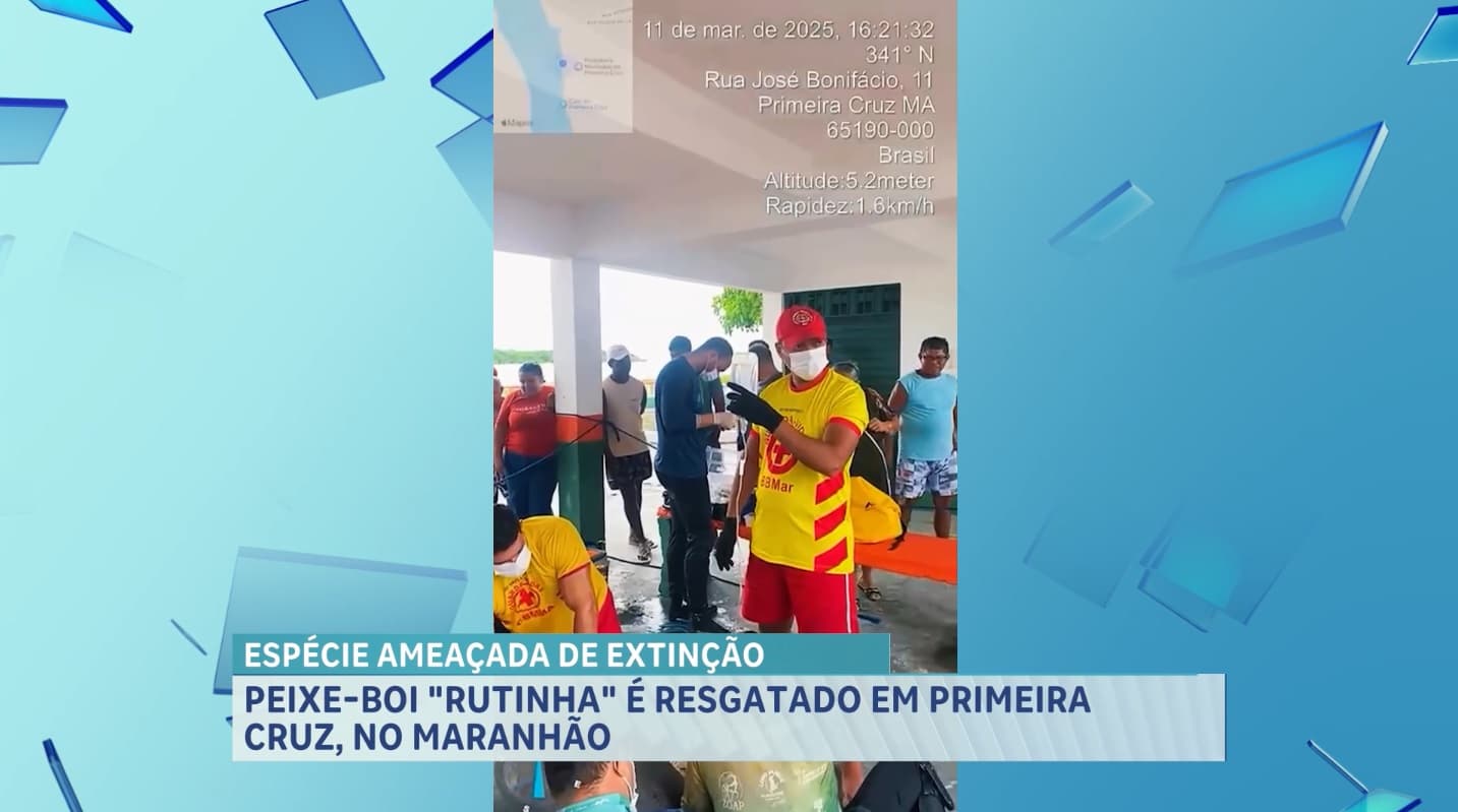 Peixe-boi ‘Rutinha’ é resgatada na região dos Lençóis com saúde debilitada