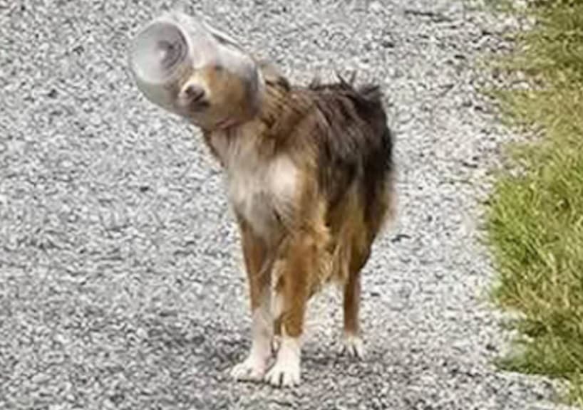 Drone salva cachorro que estava com a cabeça presa em pote nos EUA