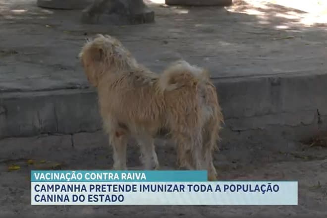Campanha estadual de vacinação antirrábica animal 2025 é lançada no Maranhão