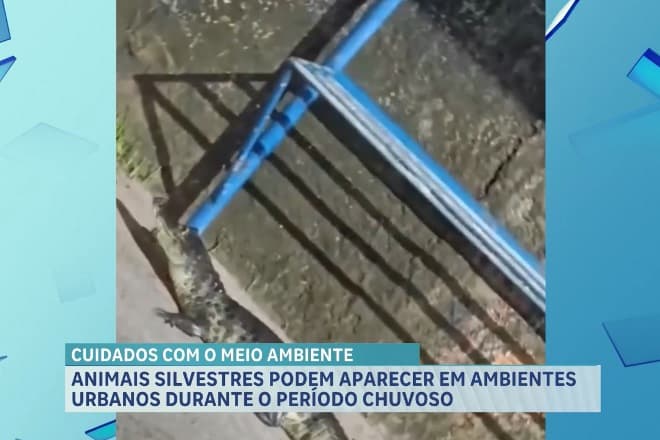 Alerta para aparecimento de animais silvestres no período chuvoso