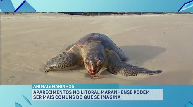 Encalhe de animais marinhos tem sido comum no litoral maranhense
