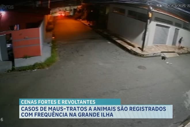 Casos de maus-tratos a animais são registrados com frequência na Grande Ilha