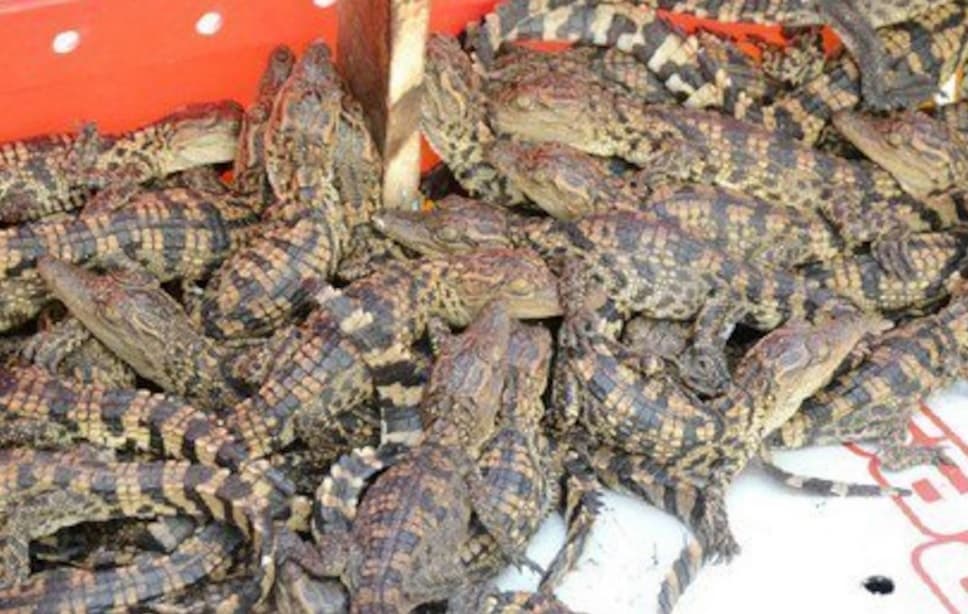 China leiloa cem toneladas de crocodilos vivos por R$ 3,2 milhões