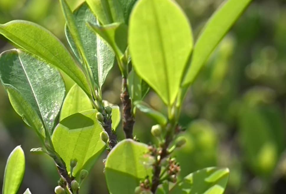 Cultivo da folha da coca na Bolívia desperta racha entre produtores rurais e governo