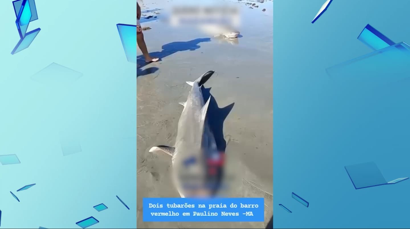 Tubarões são encontrados mortos na Praia do Barro Vermelho; migração pode levar a encalhes