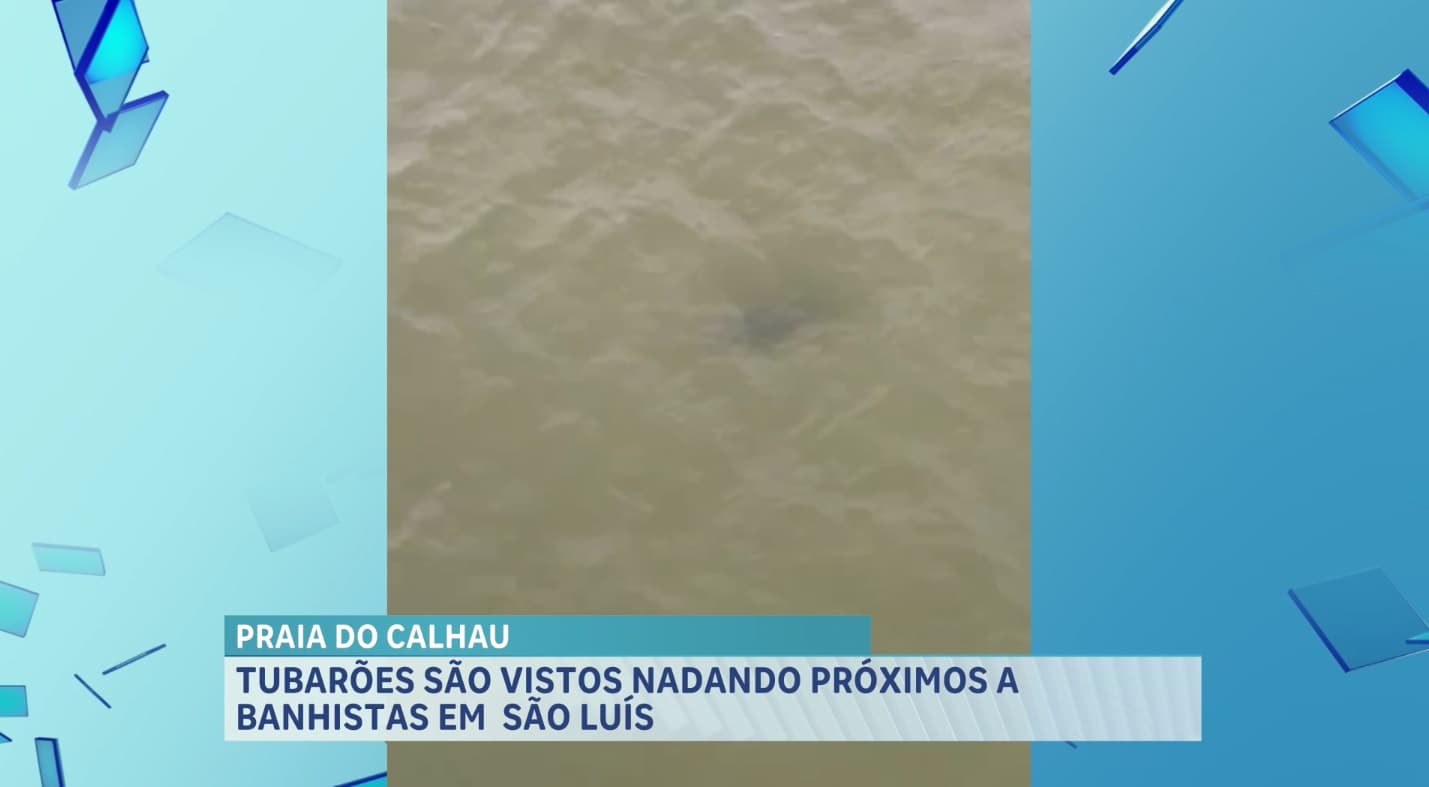 Tubarões são vistos na Praia do Calhau, em São Luís; banhistas são alertados pelo CTA