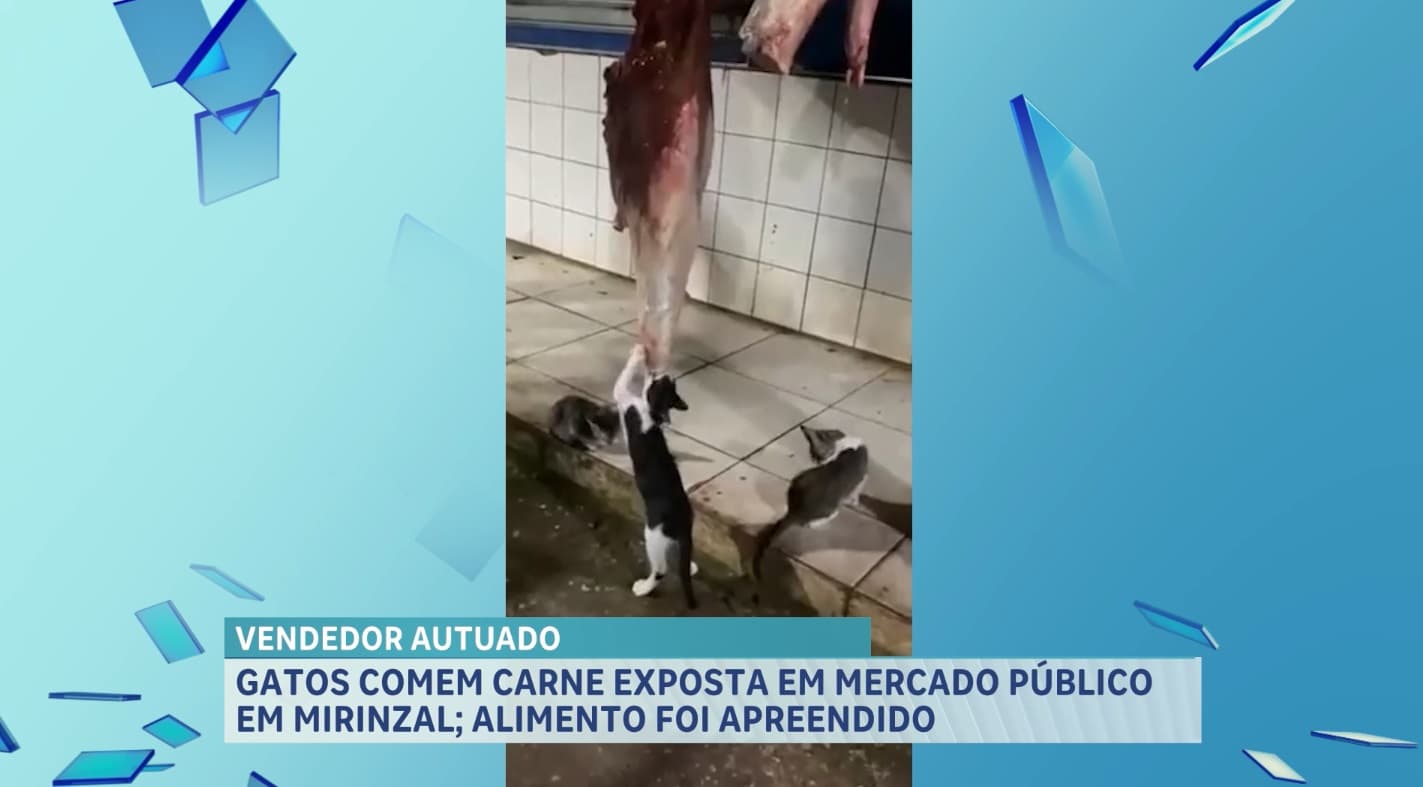 Gatos são flagrados comendo carne exposta em um mercado público, em Mirinzal
