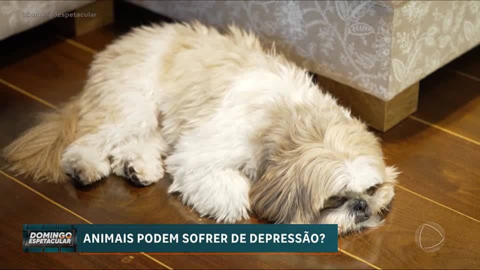 Animais podem ter depressão? Perda de apetite e isolamento mostram necessidade de cuidados
