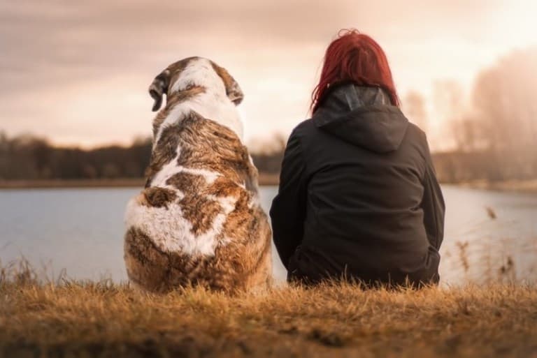 Aprovada criação de cadastro nacional de protetores de animais