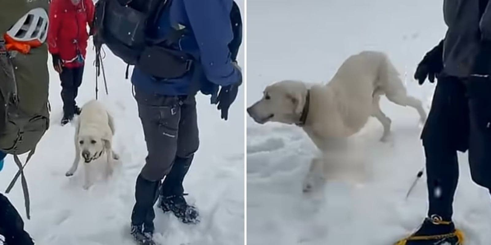 Cachorro sobrevive nove dias preso em montanha coberta de neve na Grécia