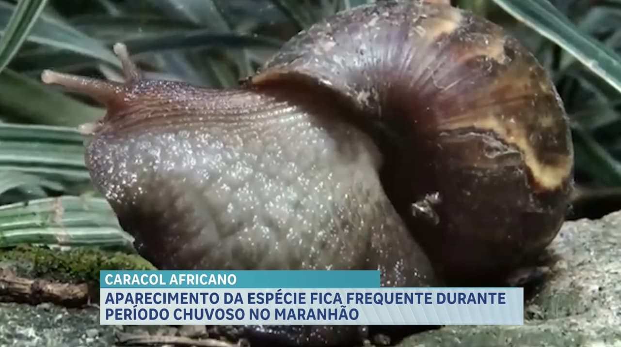 Caracol Africano vira frequente durante período chuvoso no Maranhão