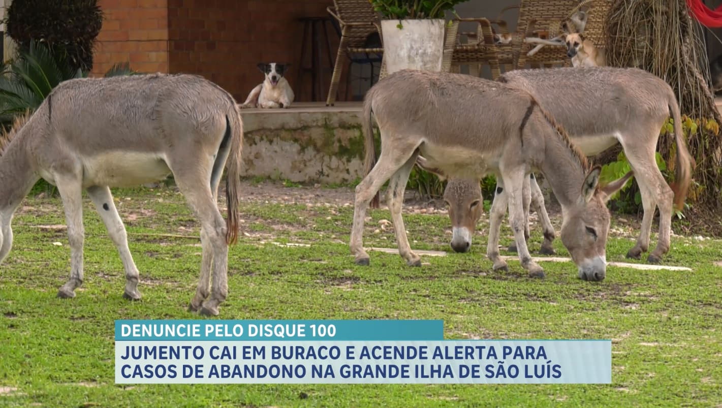 Jumento cai em buraco e caso acende alerta para abandono de animais em São Luís