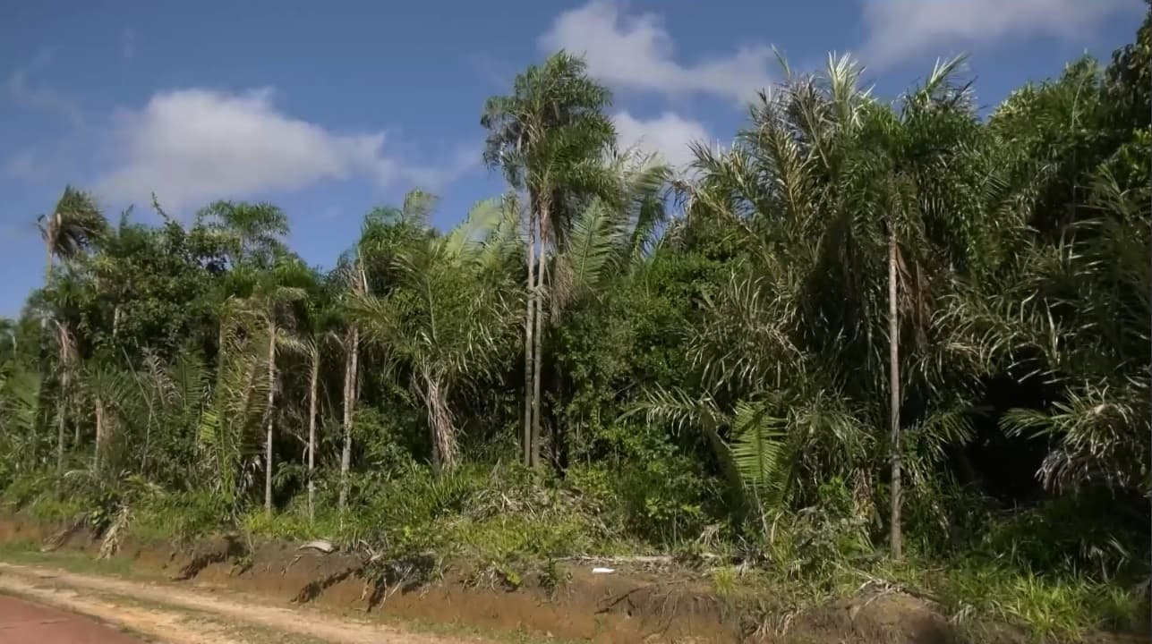 Mapbiomas calcula quantidade de fragmentos de vegetação nativa no Brasil