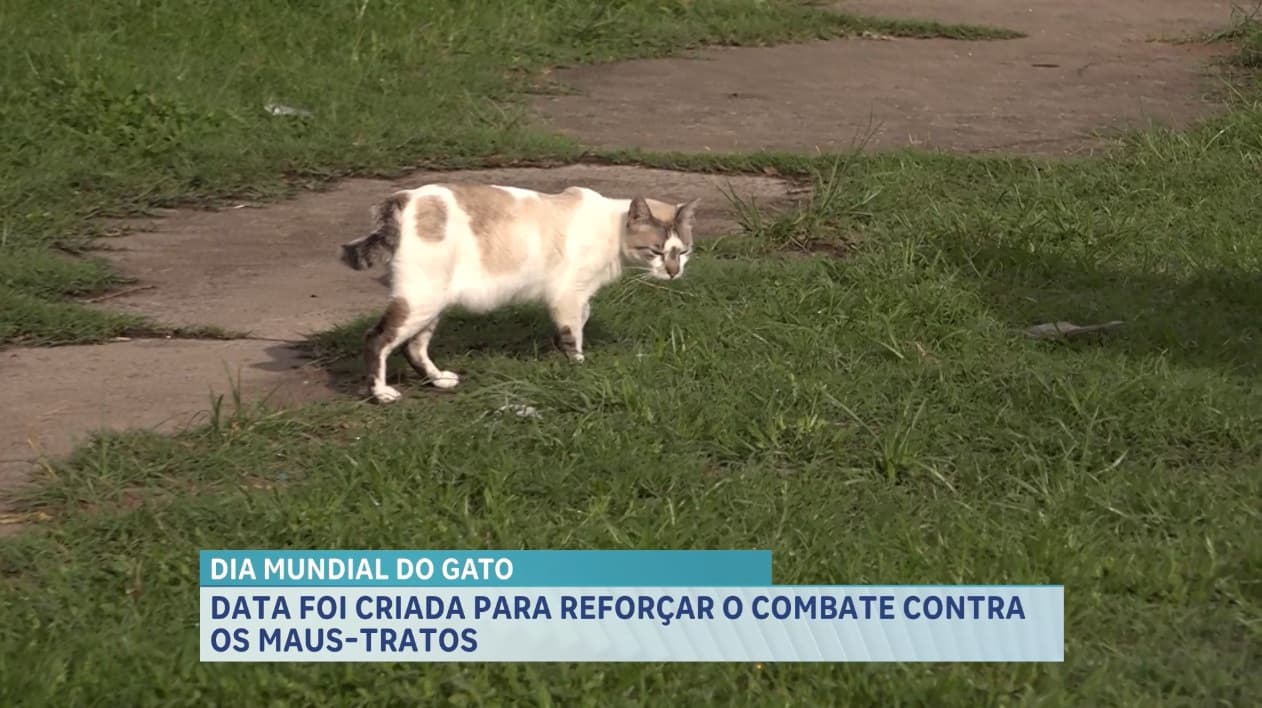 Dia Mundial do Gato, conheça o refúgio de solidariedade na Praça dos Gatos, em São Luís