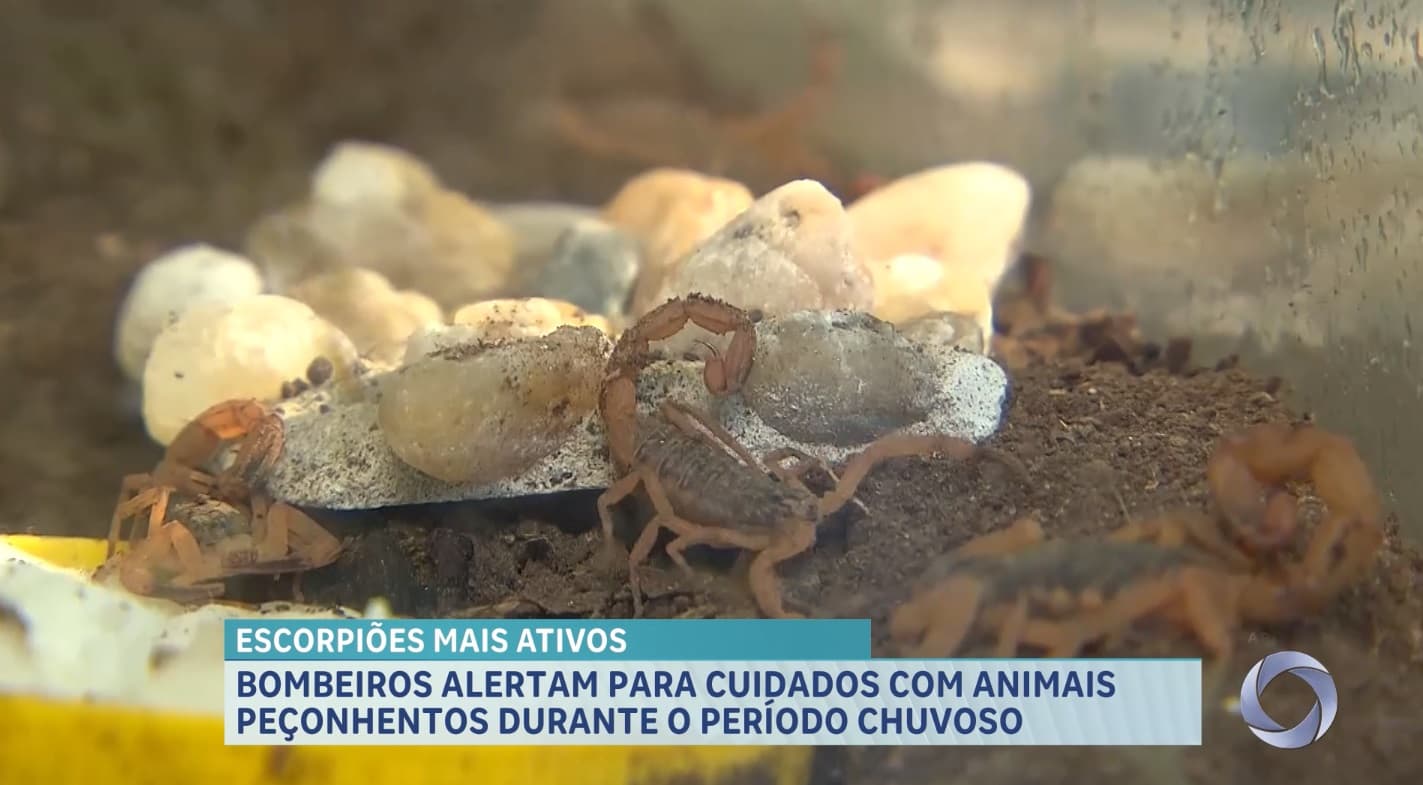 Período chuvoso aumenta risco de acidentes com animais peçonhentos no Maranhão