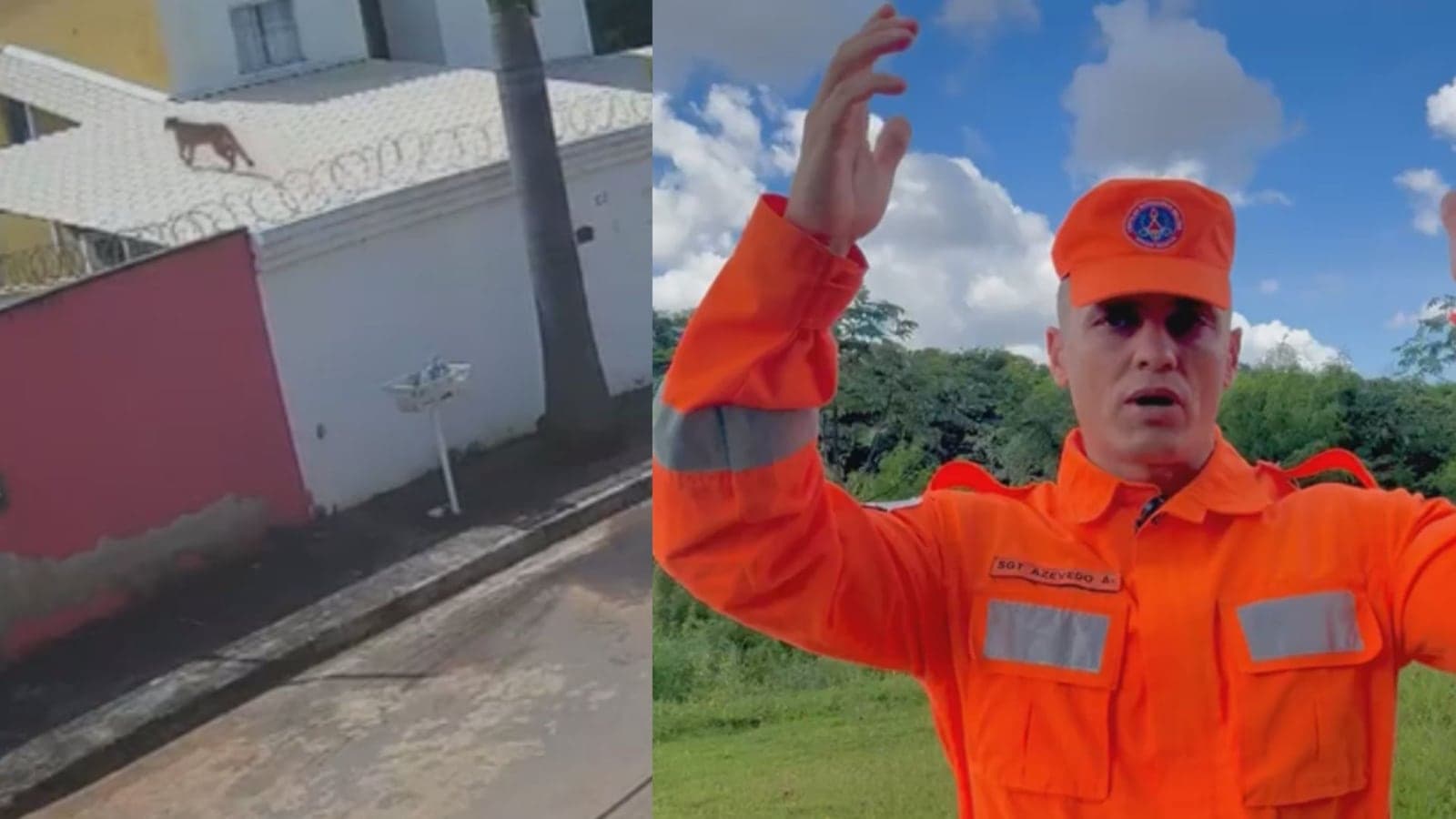 ‘Não corra’: bombeiros orientam população da Grande BH sobre aparição de onça-parda