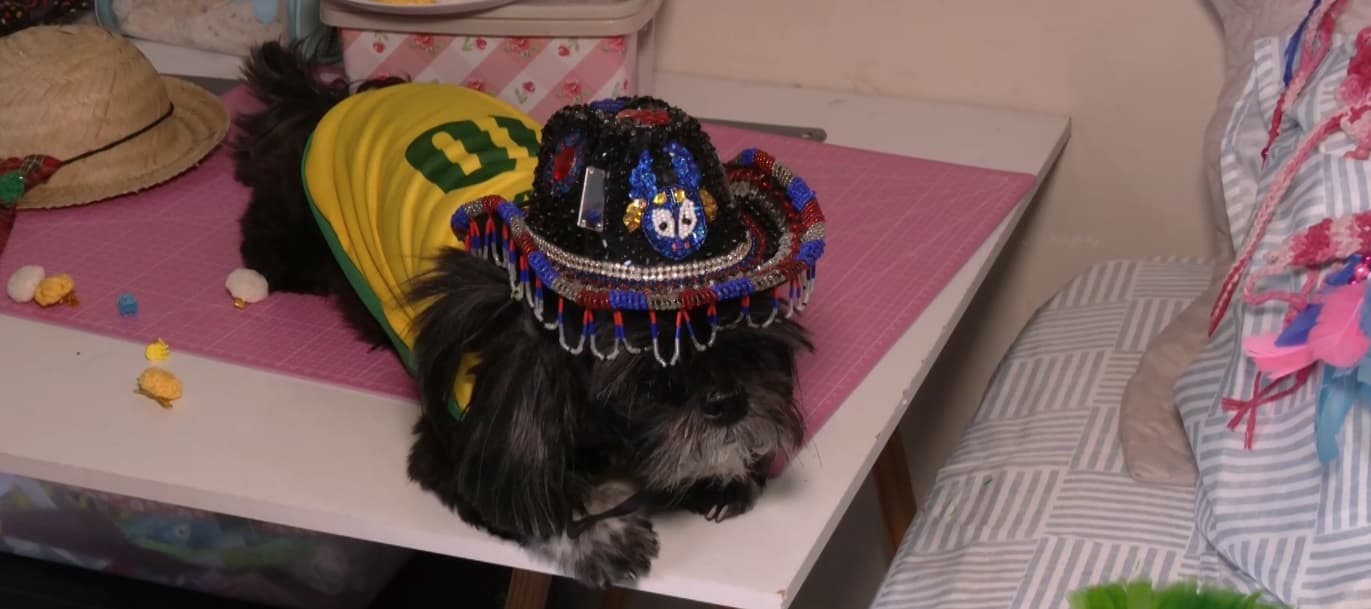 Cuidados com os pets garantem passeios seguros nos arraiais juninos