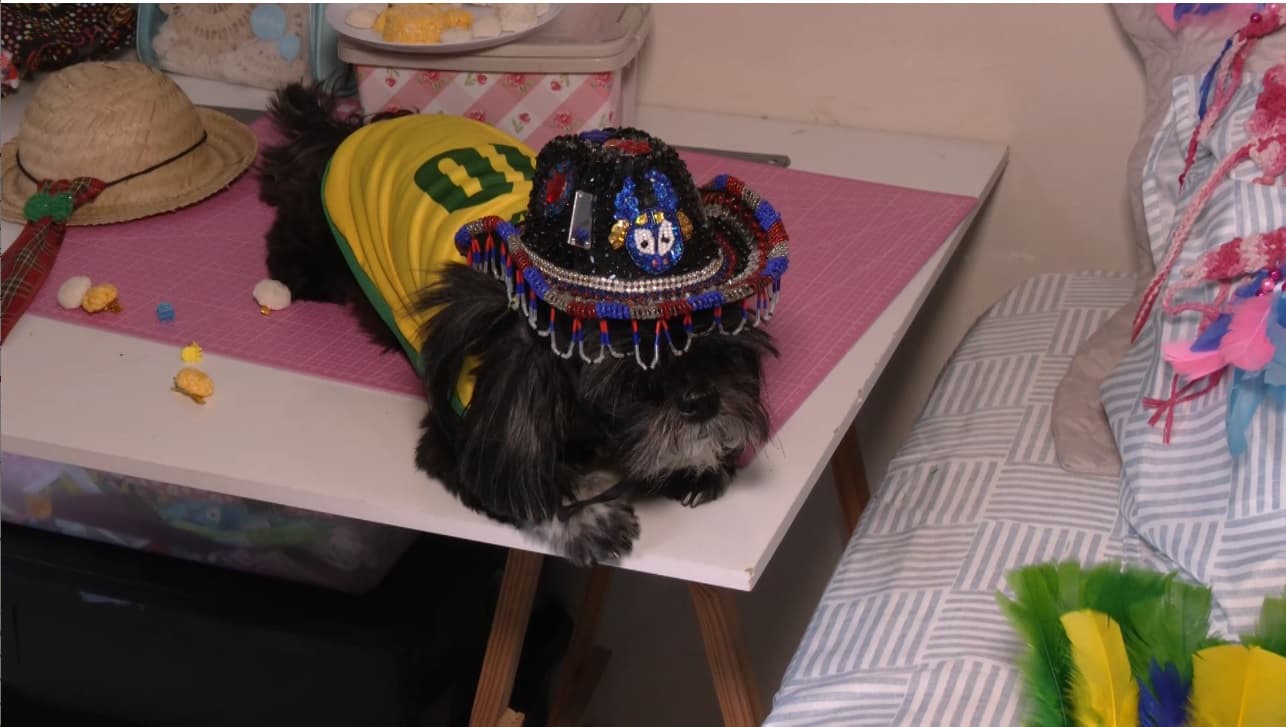 Cuidados com pets durante os festejos juninos