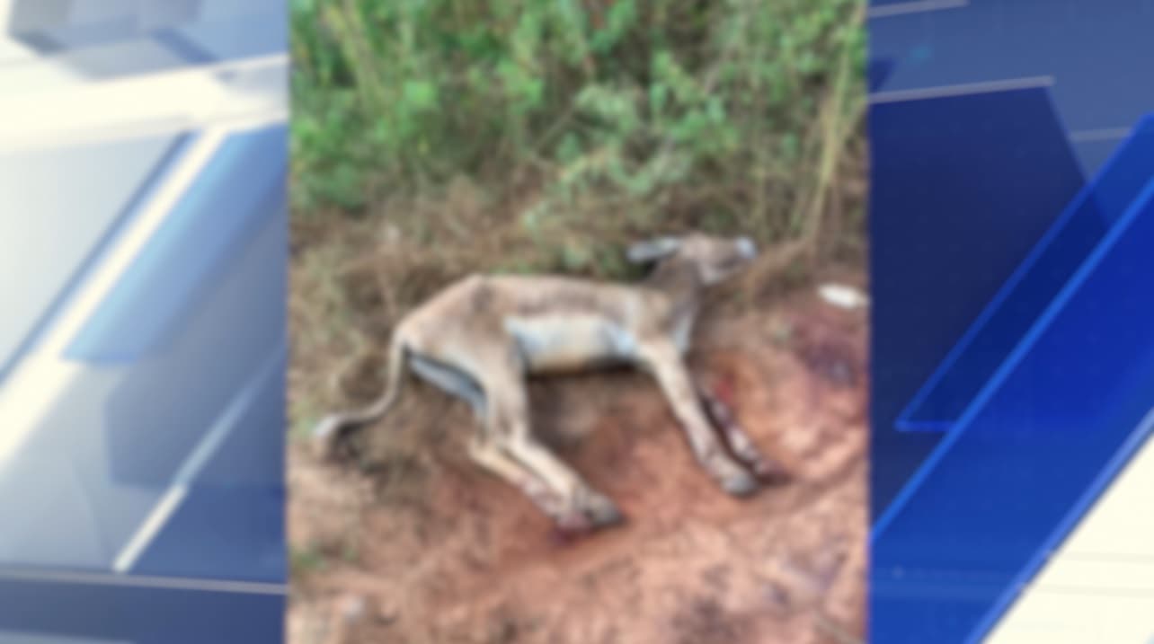 Caso de maus-tratos contra jumento alerta para abandono de animais