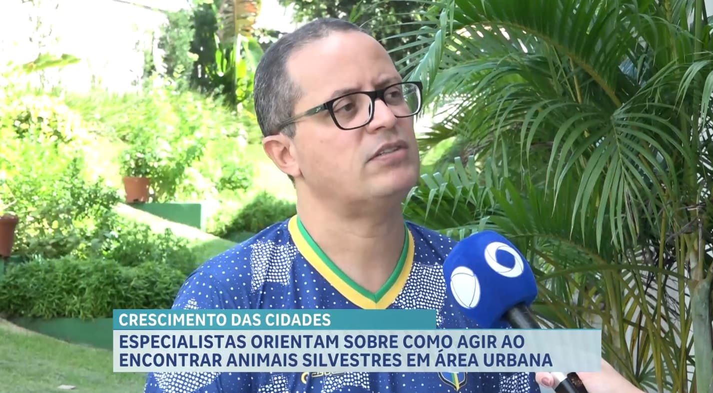 Animais silvestres são vistos com mais frequência em áreas urbanas de São Luís