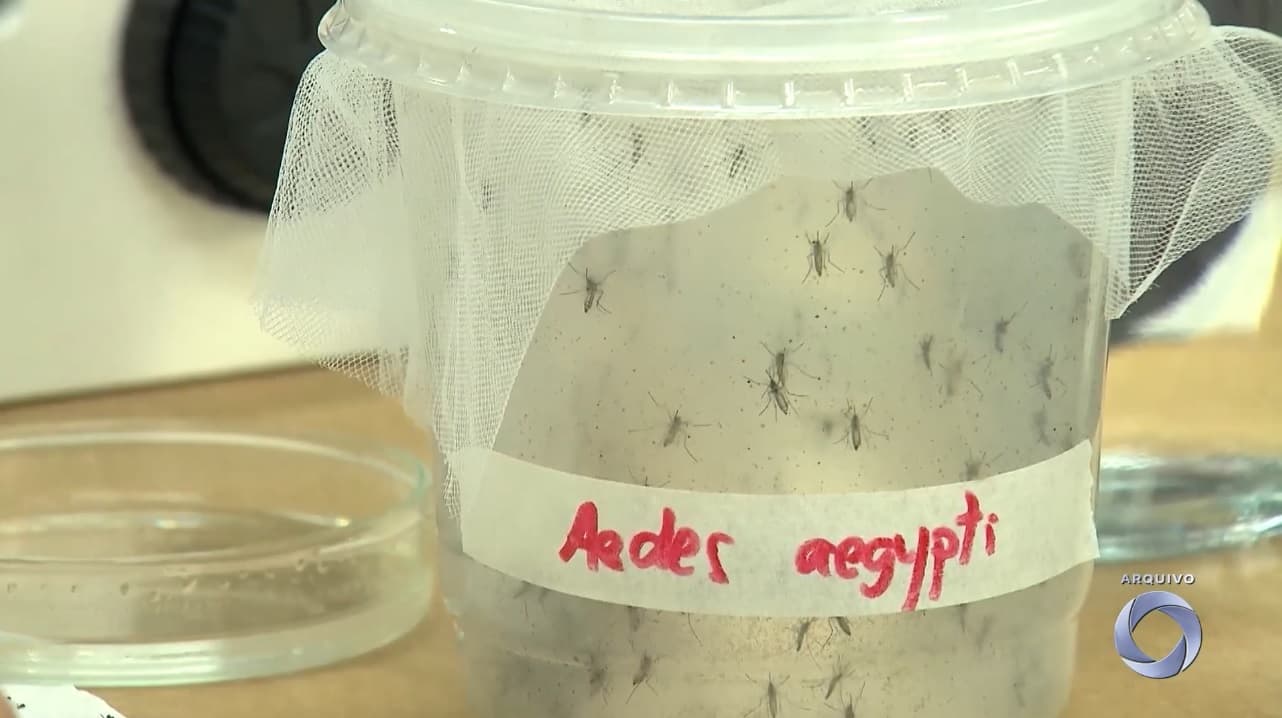São Luís segue em alerta para casos de dengue e chikungunya