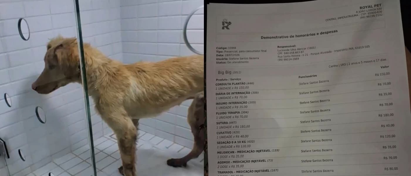 Casos de maus-tratos contra animais acendem alerta no Maranhão