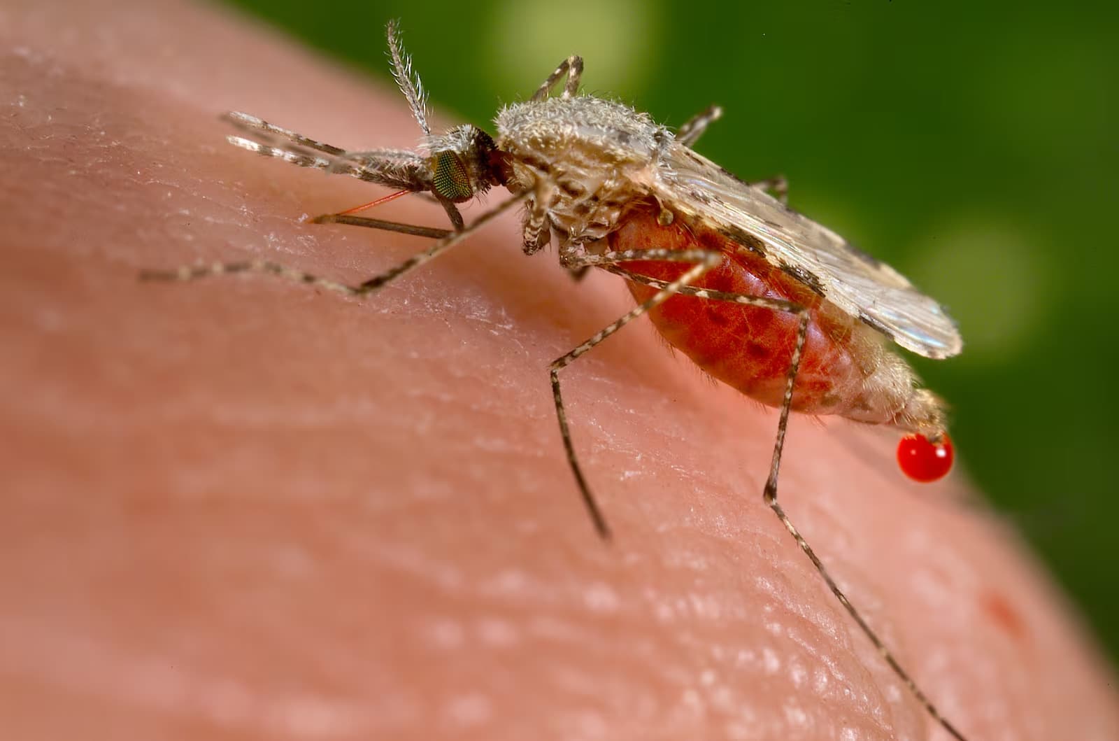 Transmissor da malária, resistente a inseticidas: entenda avanço de mosquito na África